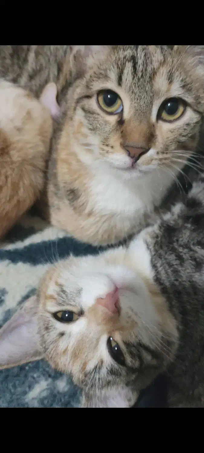 گربه سالم و شیطون|گربه|شهریار, بکه|دیوار