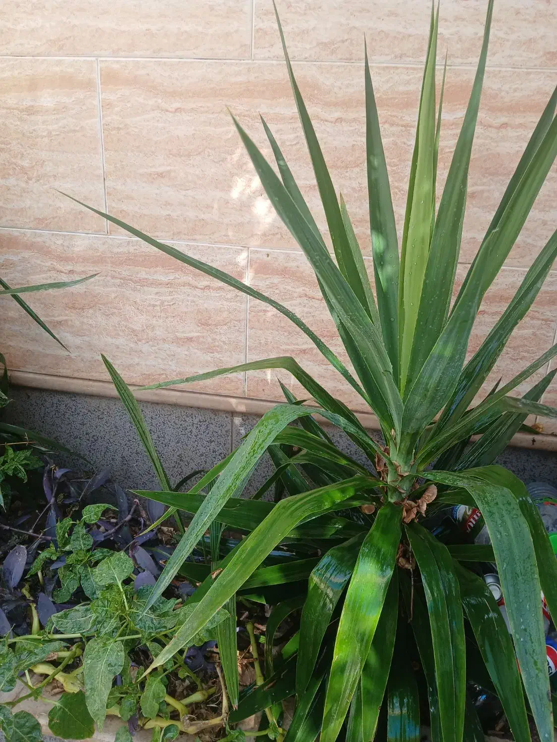 گل یوکا چند سر|گل و گیاه طبیعی|فیروزآباد (فارس), |دیوار