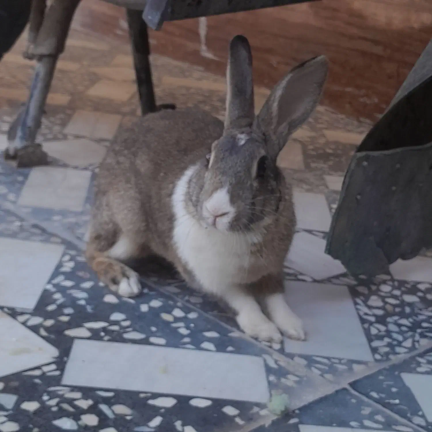 فروش خرگوش|موش و خرگوش|لنده, |دیوار