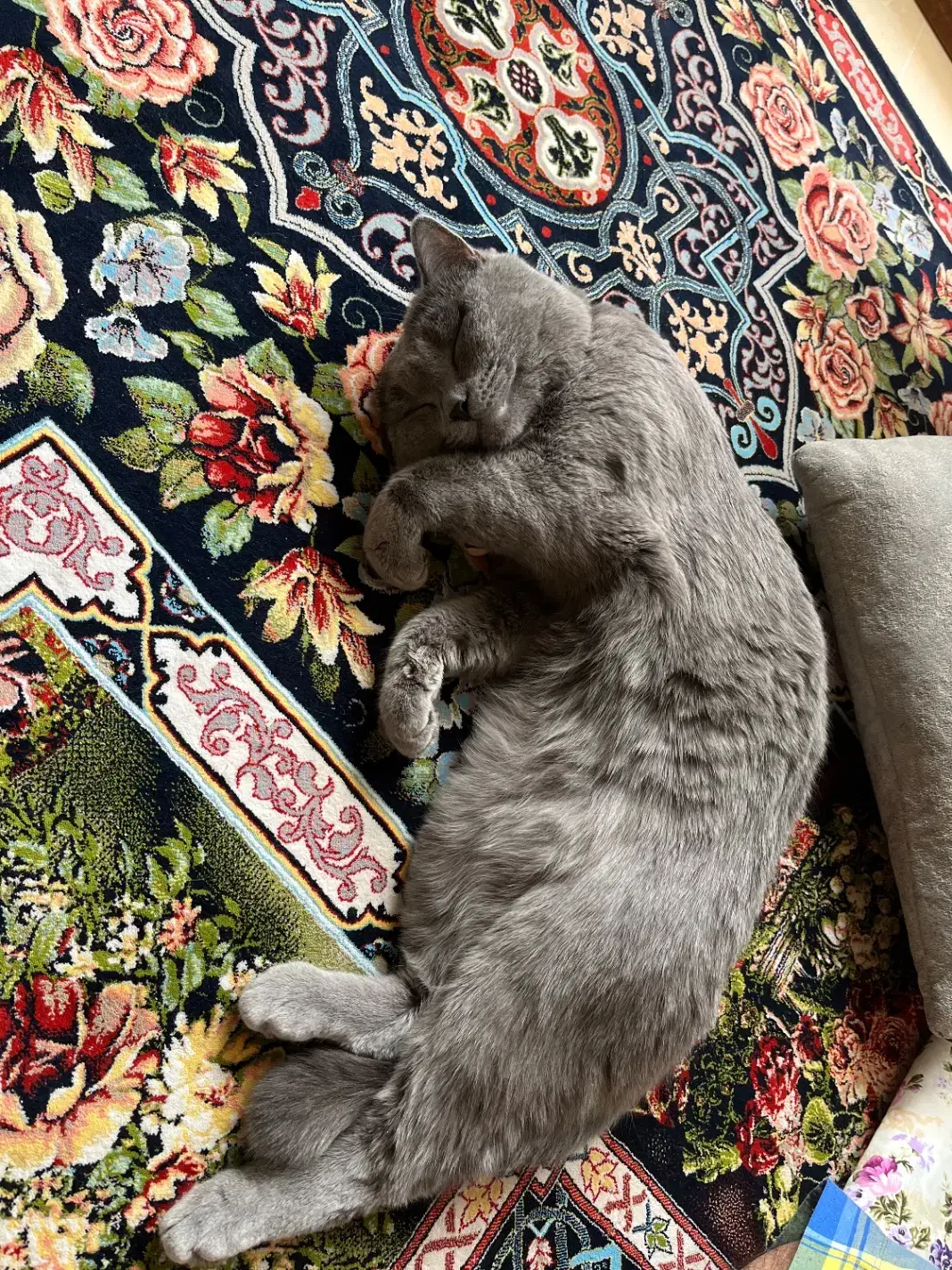 گربه بریتیش نر|گربه|فولادشهر, مسکن مهر فولادشهر|دیوار