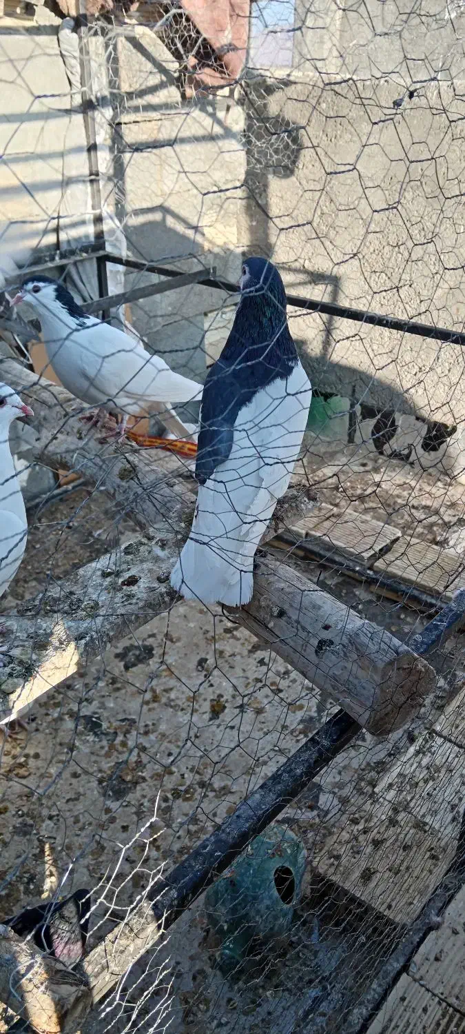 کبوتر یال|پرنده|شهرضا, |دیوار