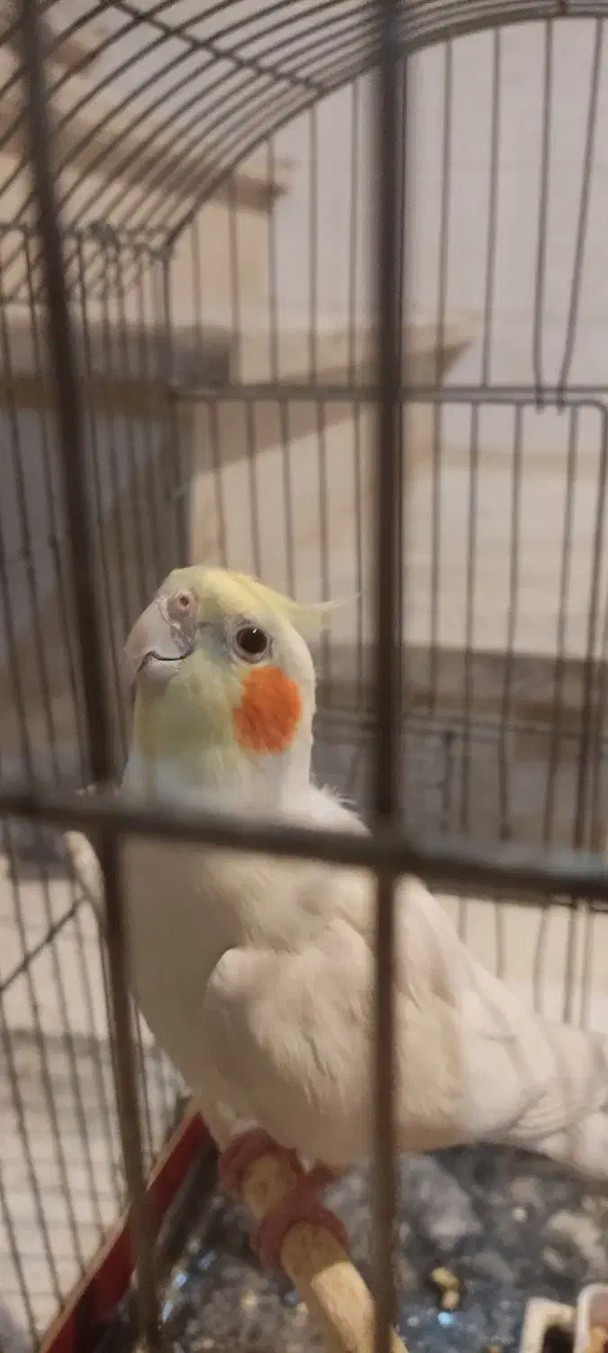 عروس هلندی نر|پرنده|کلیبر, |دیوار