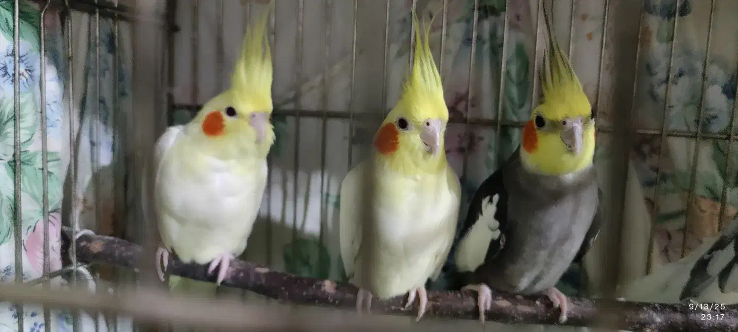 تعدادی طوطی عروس لوتینو و طویی|پرنده|ساری, |دیوار