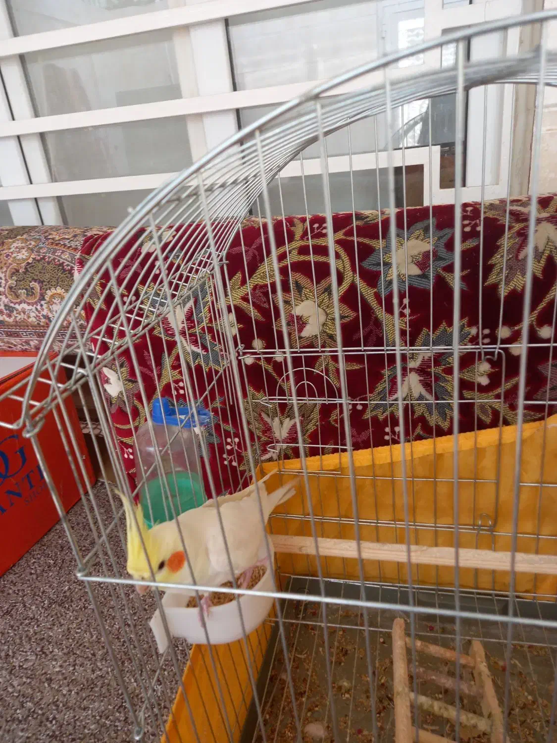 طوطی عروس هلندی|پرنده|دزفول, |دیوار