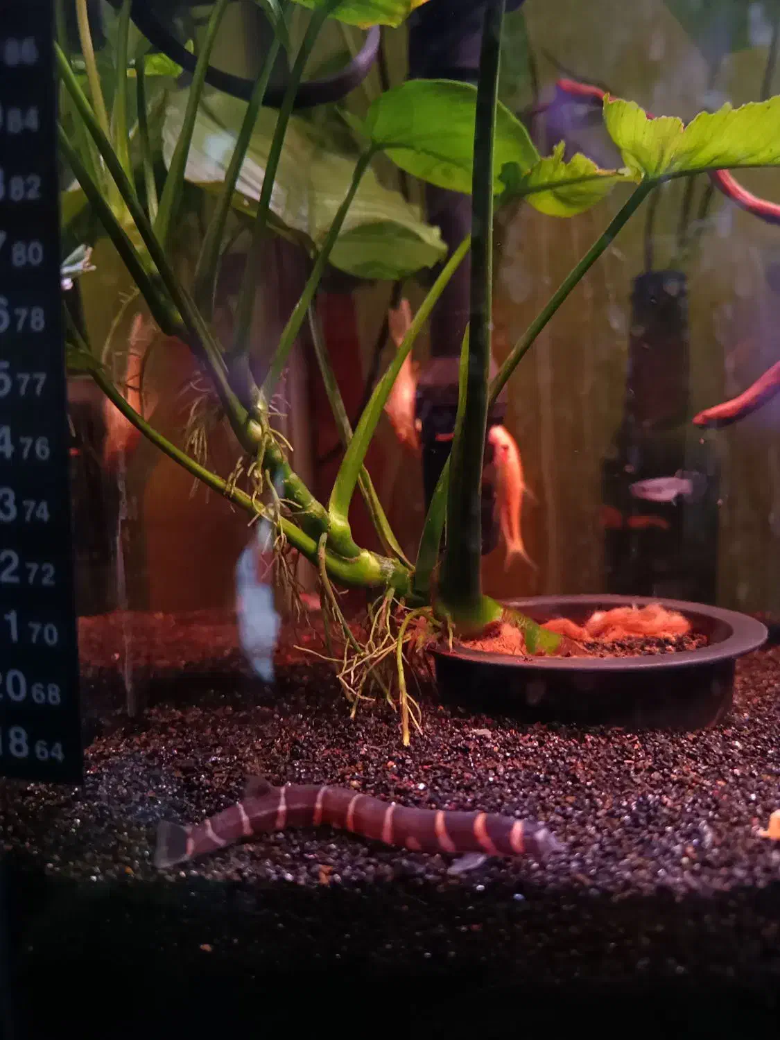 آکواریوم با وسایل|ماهی|اصفهان, بهارستان|دیوار