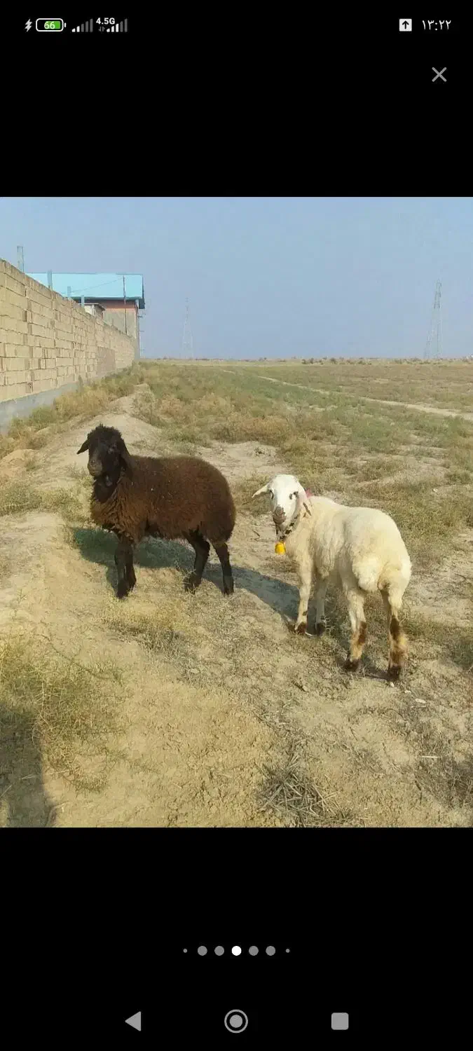 سلام دو عدد بره افشاری ترو تمیز جفتی ۱۸ تومان|حیوانات مزرعه|گلی داغ, |دیوار