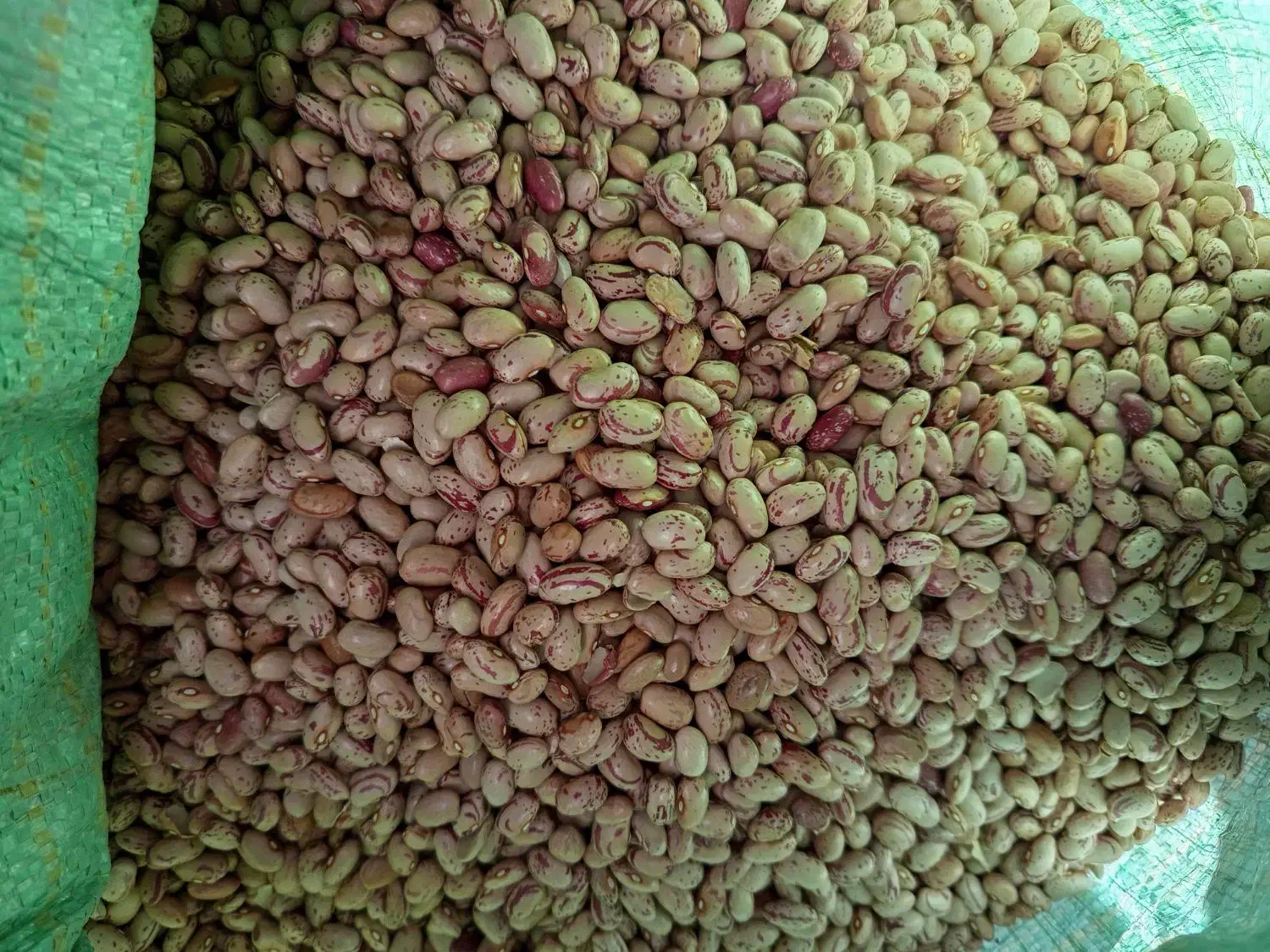 لوبیا چیتی و برنج لاشه ایرانی شمال|خوردنی و آشامیدنی|نیشابور, رحمت آباد|دیوار