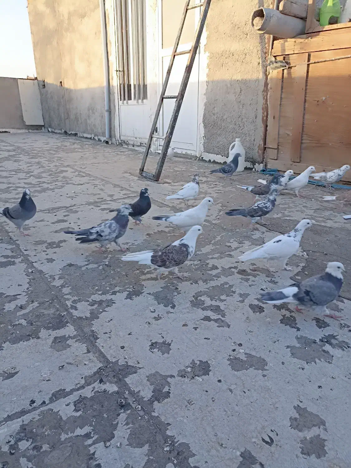 کبوتر|پرنده|بهارستان, |دیوار