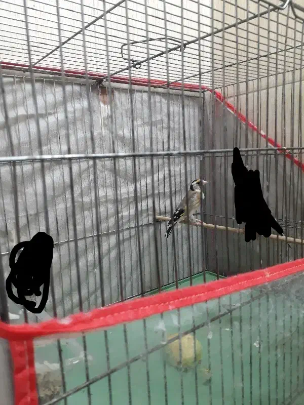 سهره ماده کارداده|پرنده|شیراز, گود عربان|دیوار