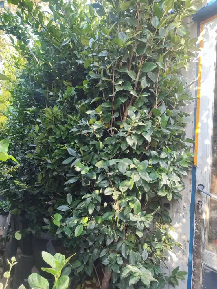 خدمات باغبانی تعویض خاک گلدون کاشت گل هرس درختان|خدمات باغبانی و درختکاری|اسلامشهر, شهرک قائمیه|دیوار