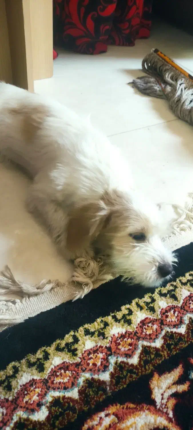 2عدد سگ توله|سگ|سبزوار, توحیدشهر|دیوار