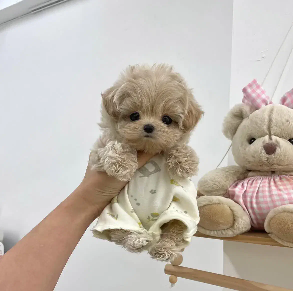 مالتیز عروسکی|سگ|سنندج, |دیوار