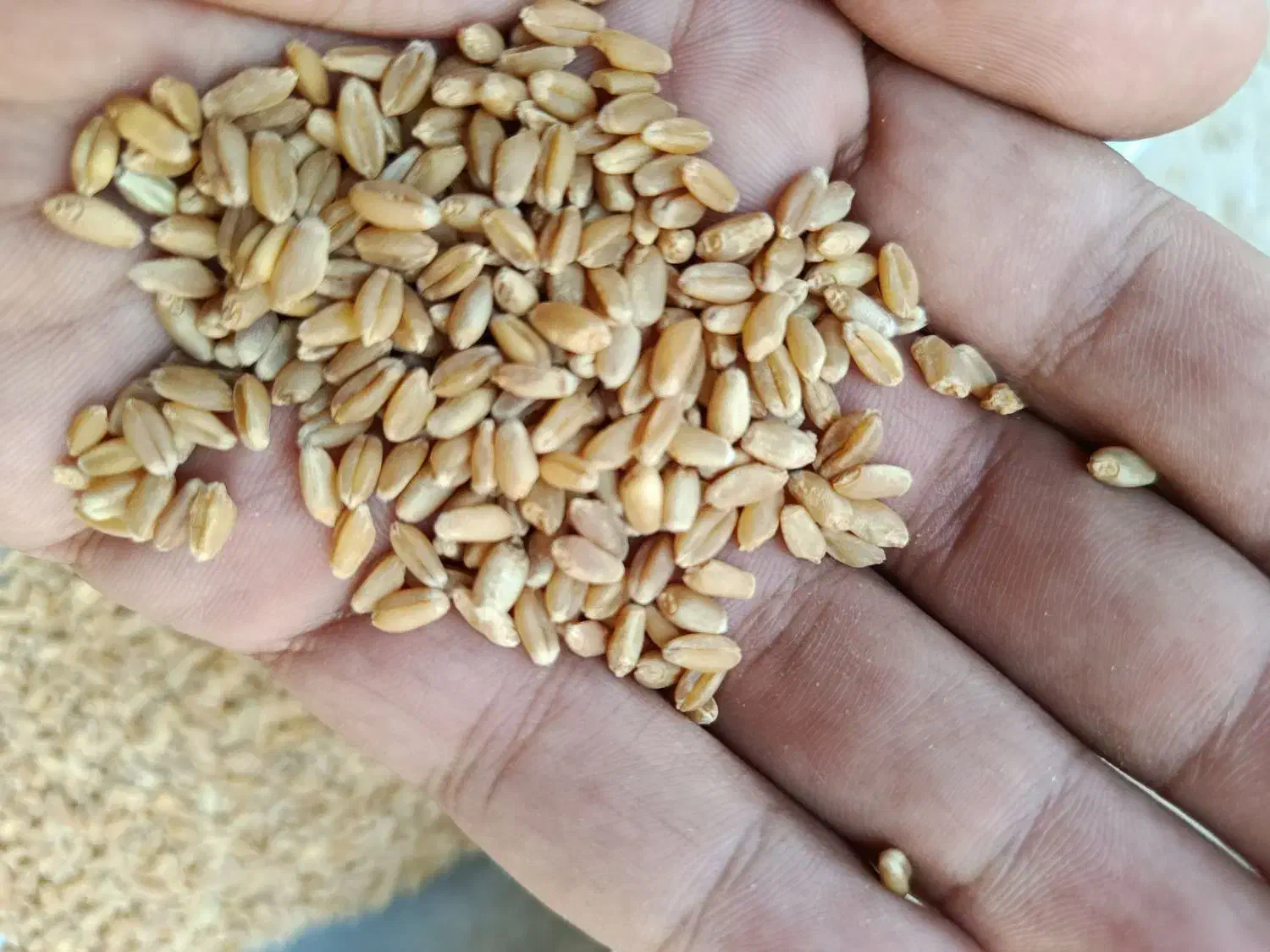 چمران ۲بوجاری رامشیر گندم|عمدهفروشی|بندر ماهشهر, |دیوار