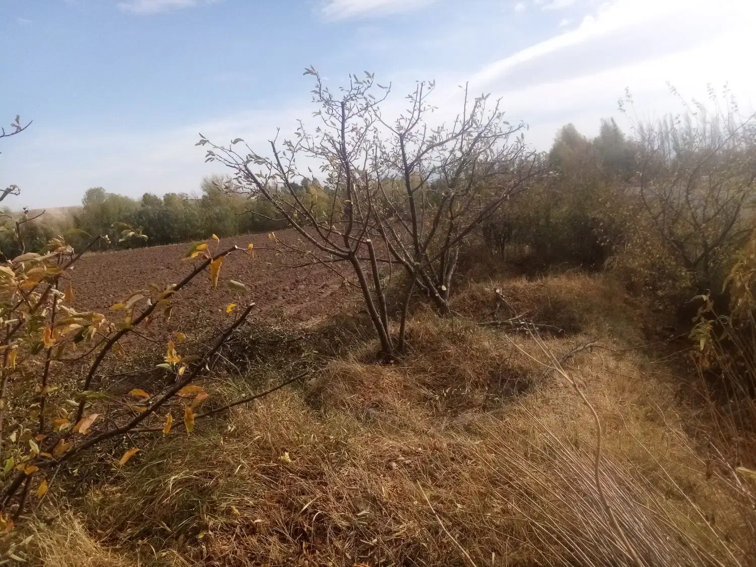 هرس|خدمات باغبانی و درختکاری|سراب, |دیوار