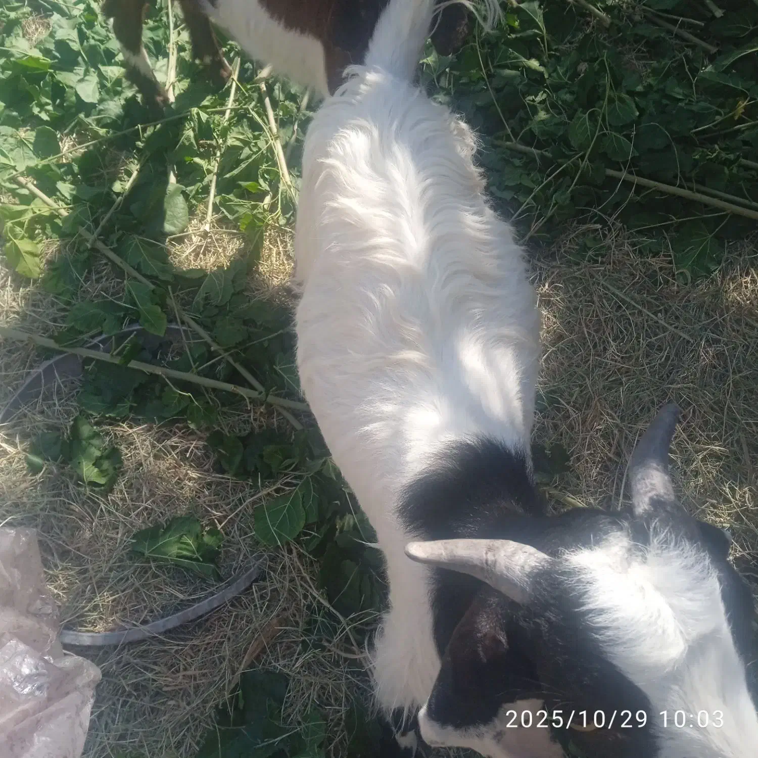 یک کره نر|حیوانات مزرعه|فهرج, |دیوار