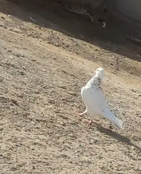 کبوتر تهرانی|پرنده|زابل, |دیوار