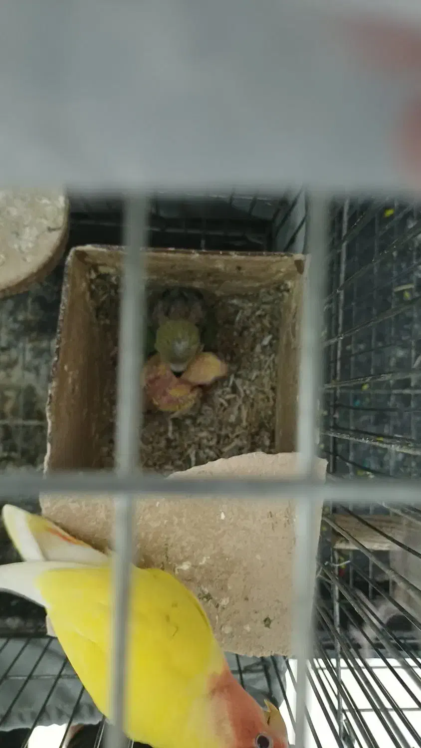 طوطی برزیلی مولد|پرنده|ری, شهرری|دیوار