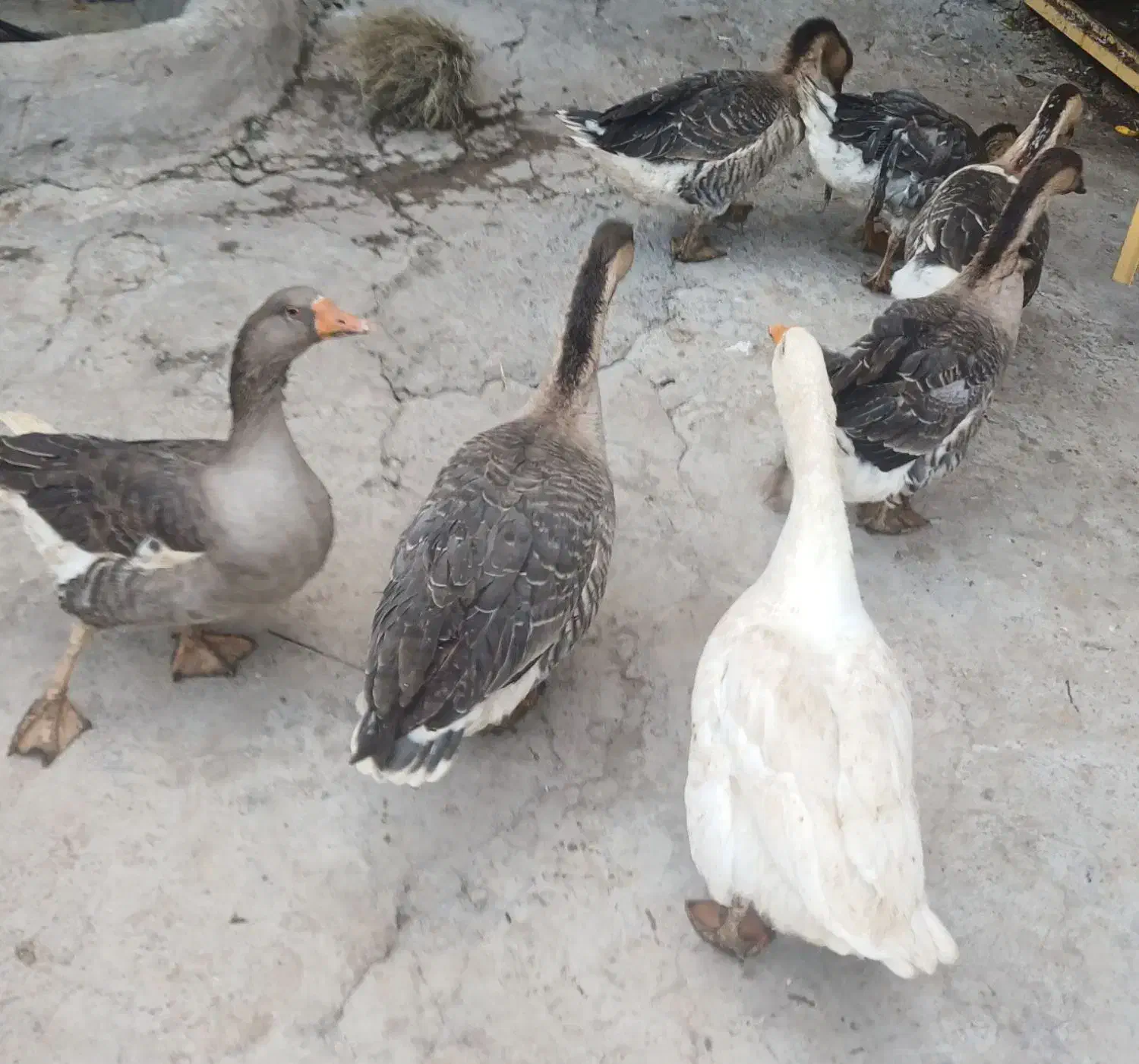 قوقایک سال|حیوانات مزرعه|باسمنج, |دیوار