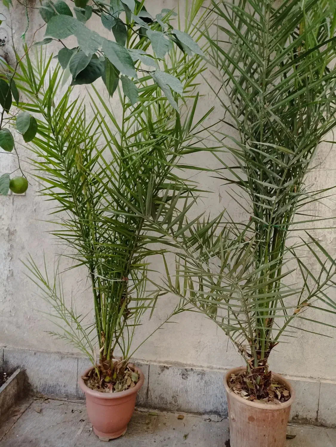 درخت نخل زینتی|گل و گیاه طبیعی|تهران, سلسبیل شمالی|دیوار