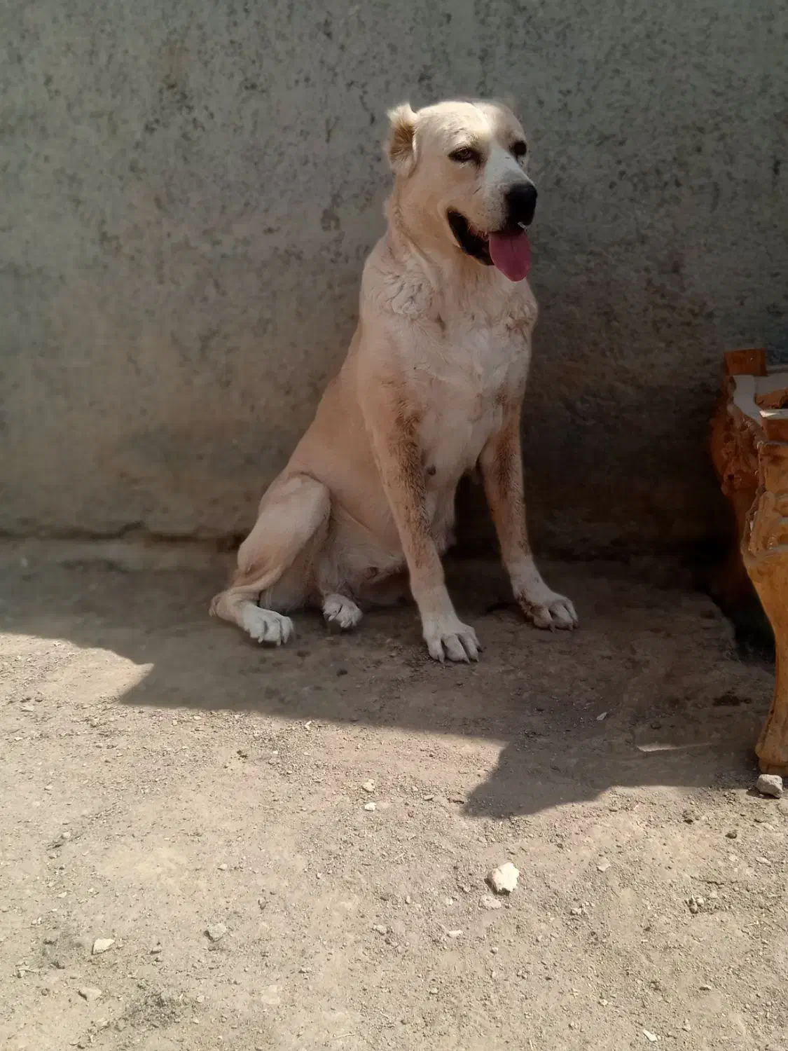 واگذاری سگ آلابای قدرجونی پژدر سرابی افغان|سگ|نجفآباد, گلدشت|دیوار