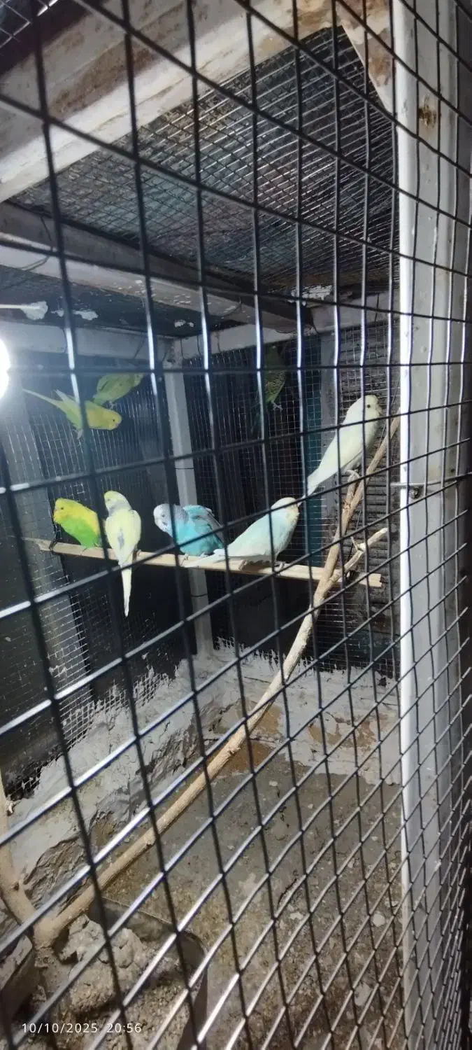 مرغ عشق تعداد بالا|پرنده|سراوان, |دیوار