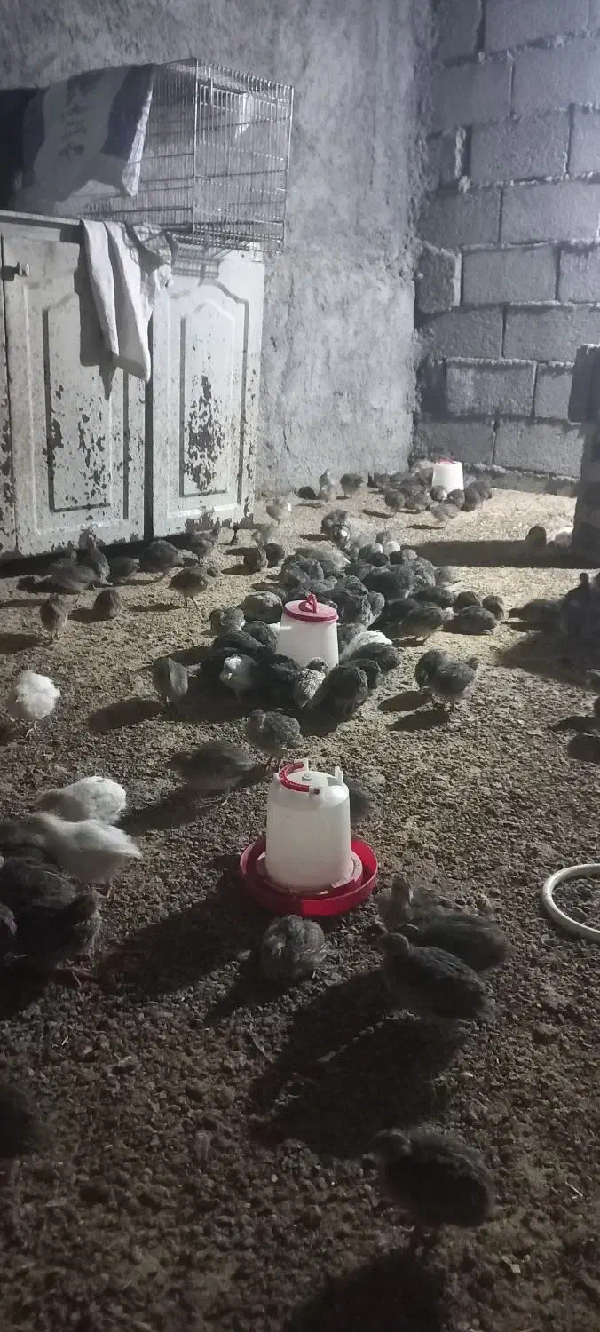 فروش بلدرچین|حیوانات مزرعه|جوانرود, |دیوار