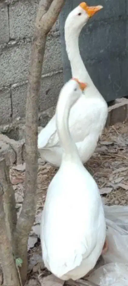 تخم قوغاز اصل|حیوانات مزرعه|زابل, |دیوار