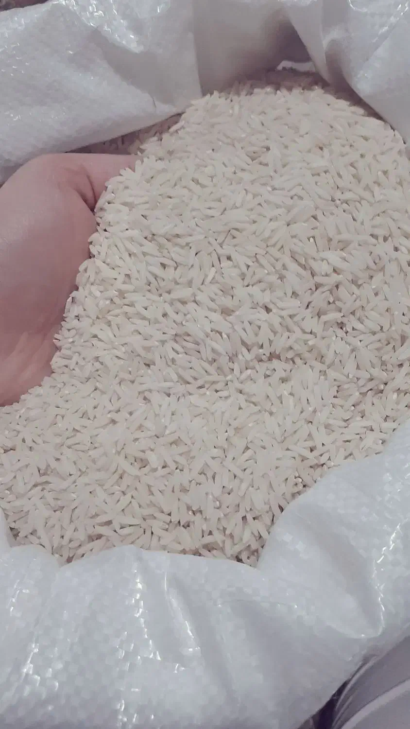 برنج سورتینگ زده هاشمی آستانه ی اشرفیه|خوردنی و آشامیدنی|لاهیجان, شیخ زاهد|دیوار