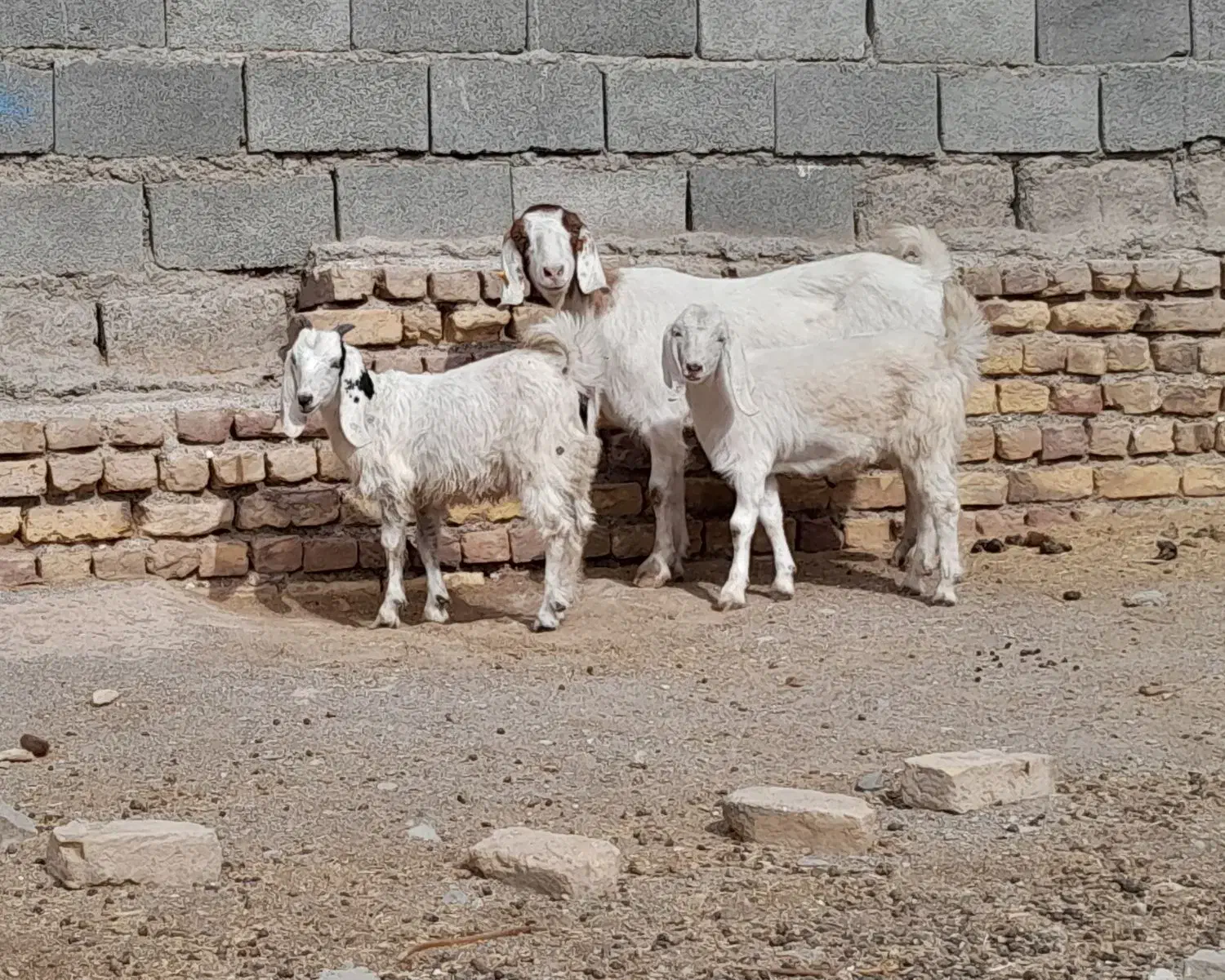 بزبزغالهدارجملیشیراسالممیشبره|حیوانات مزرعه|رضویه, |دیوار