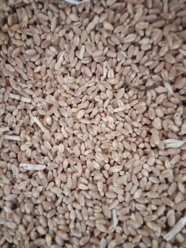 گندم پیشگام|عمده‌فروشی|محمدبار, |دیوار