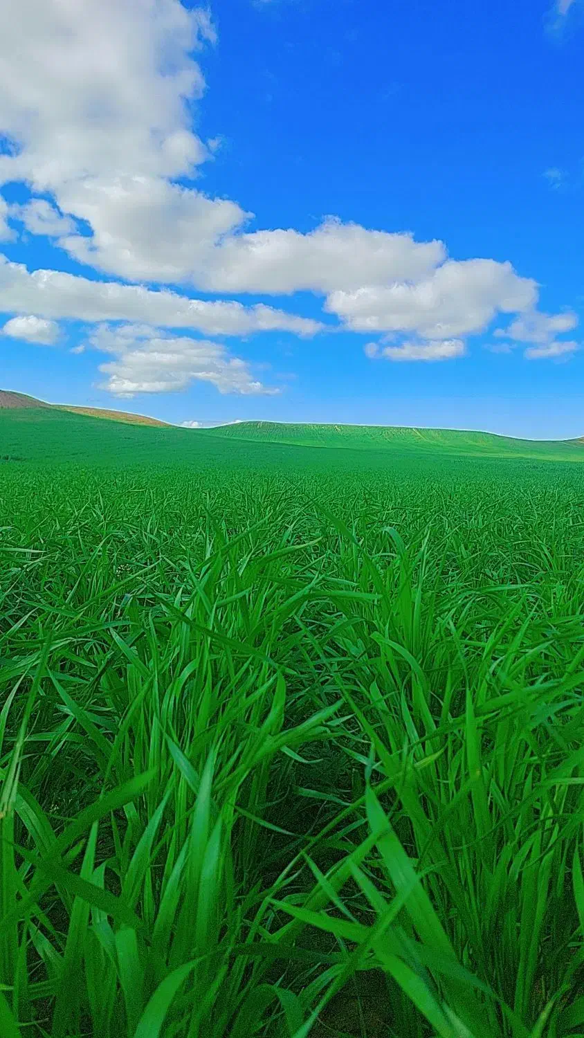 گندم بذری هشترود خالص|گل و گیاه طبیعی|بزینه رود, |دیوار