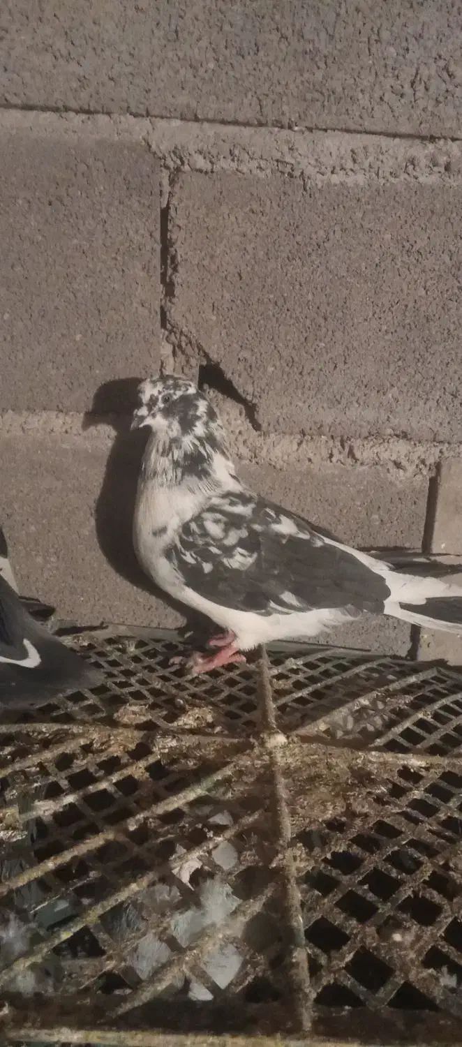 کبوتر|پرنده|لوشان, |دیوار