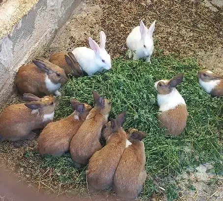 خرگوش فقدو فقد ۱۰۰تومن|موش و خرگوش|ارسنجان, |دیوار