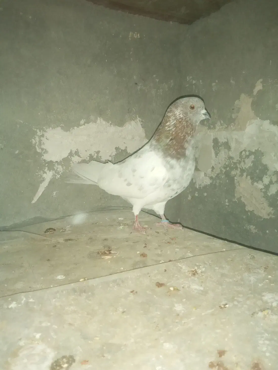 کفتر پرشی|پرنده|شاهین‌شهر, حاجی آباد|دیوار