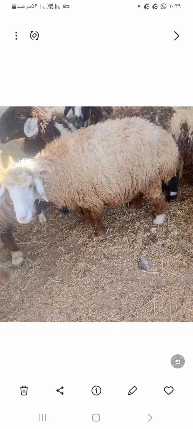 میش آبستن داشتی|حیوانات مزرعه|هندیجان, |دیوار