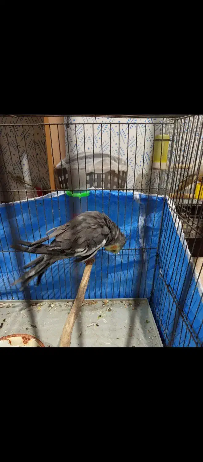 عروس هلندی گمشده|حیوانات|اهواز, کوی راه کربلا|دیوار