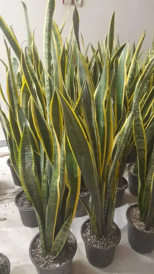 گیاه آپارتمانی سانسفریا|گل و گیاه طبیعی|اهواز, شریعتی جنوبی|دیوار