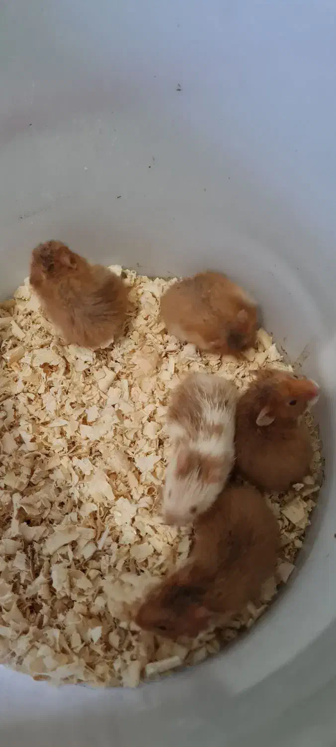 بچه همستر فقط ۲۴۰|موش و خرگوش|شیراز, ارم|دیوار