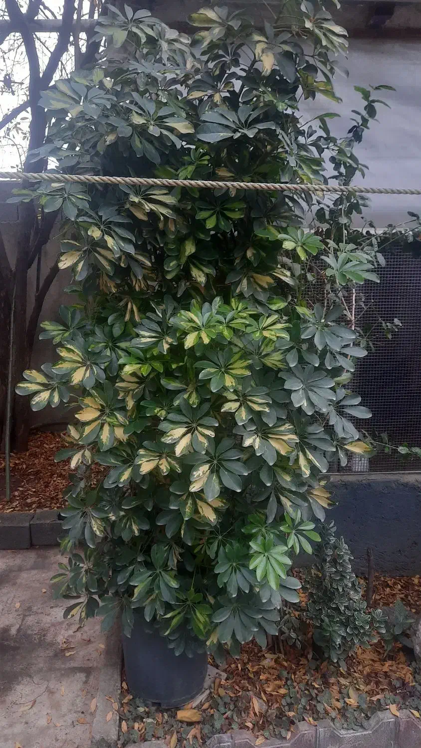 گل شفلرا ابلغ|گل و گیاه طبیعی|گتاب, |دیوار