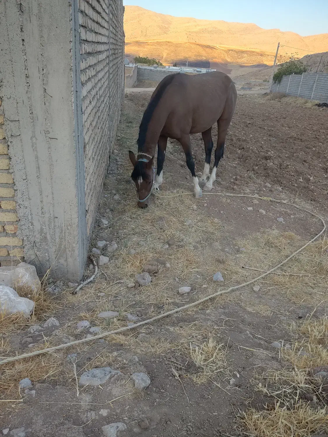 اسب|اسب و تجهیزات اسبسواری|لردگان, |دیوار