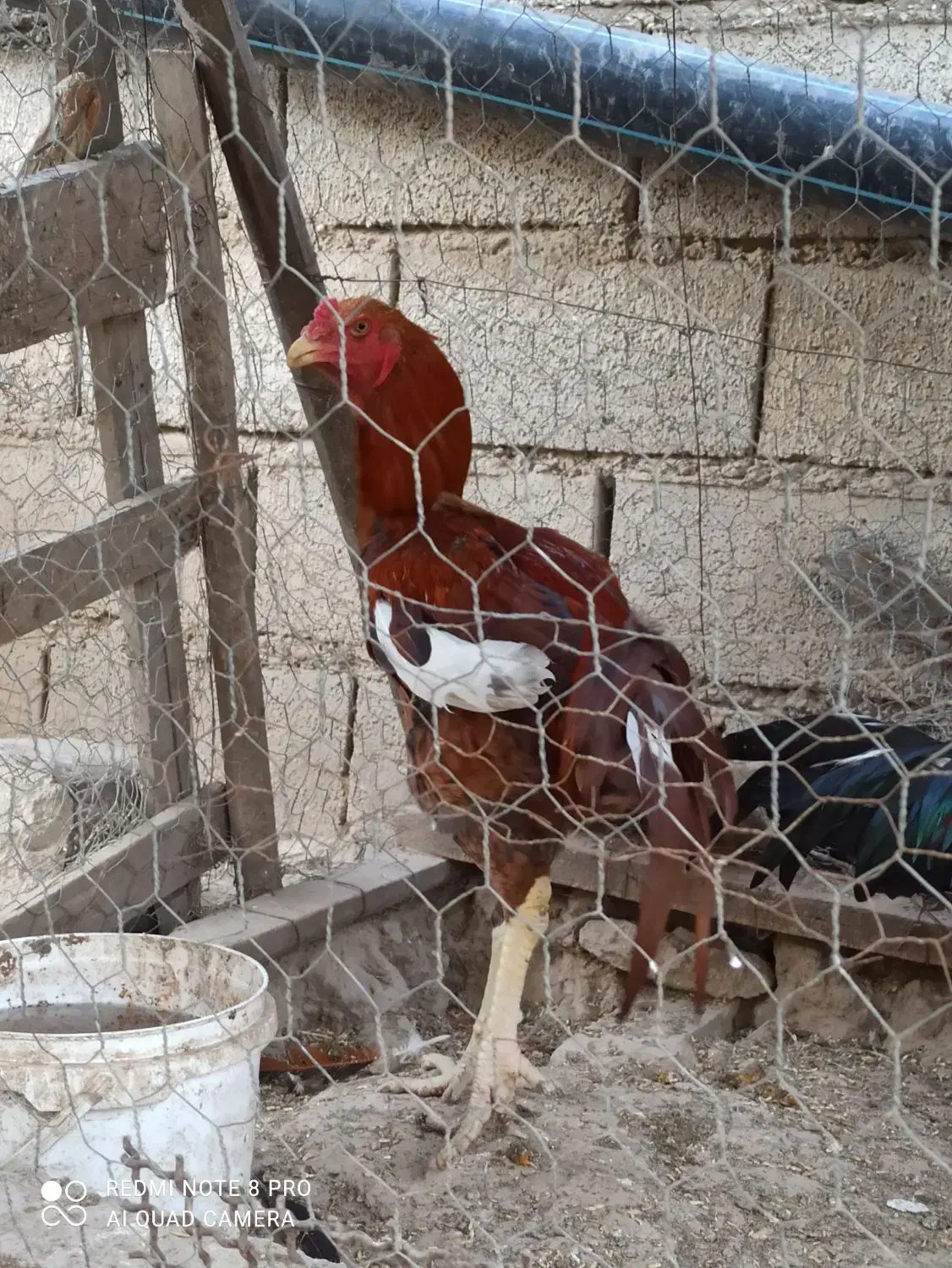 یک جفت لاری اصل|حیوانات مزرعه|گنبد کاووس, |دیوار