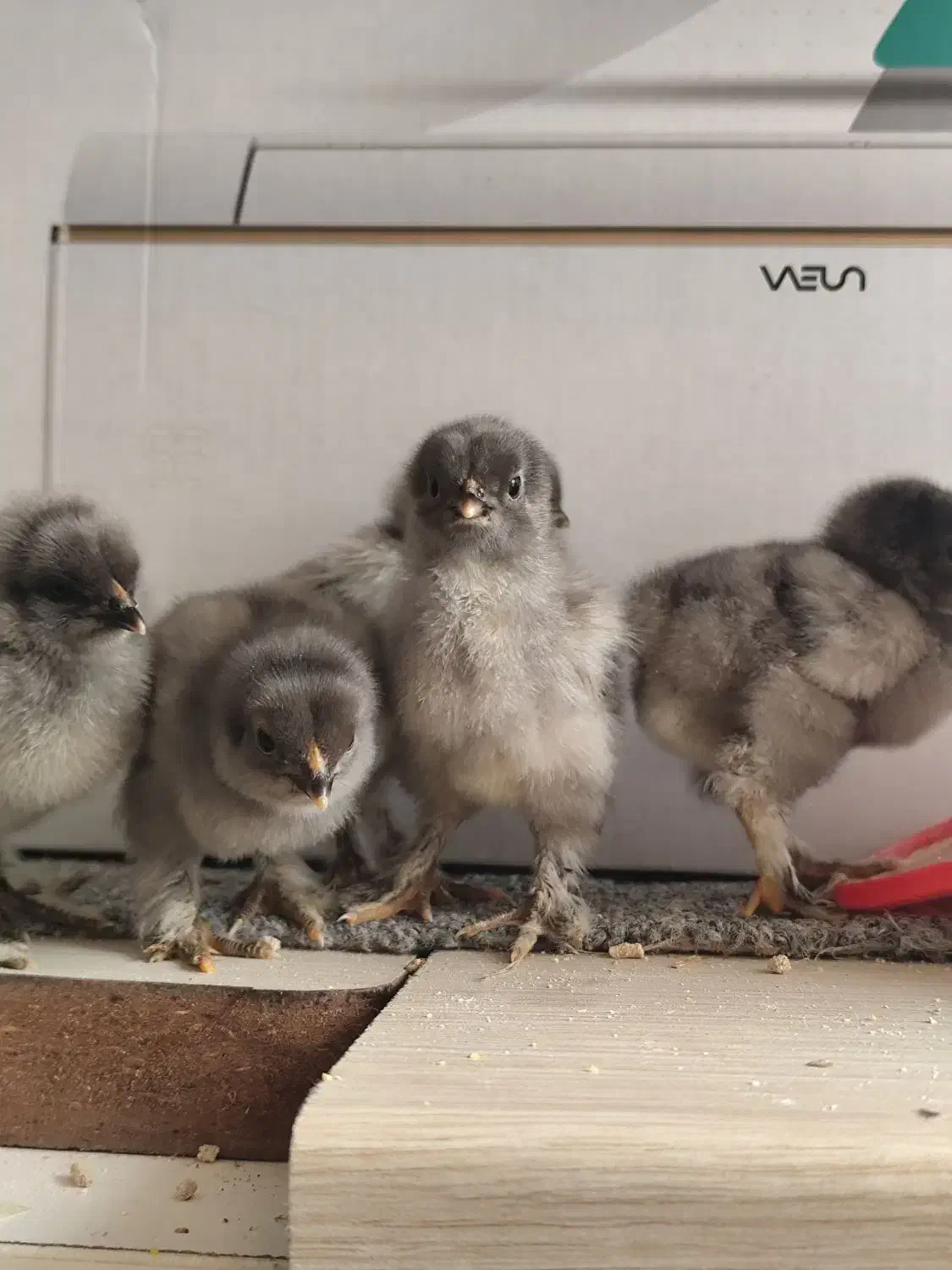 جوجه برهما فوق سنگین|حیوانات مزرعه|تهران, دروازه شمیران|دیوار