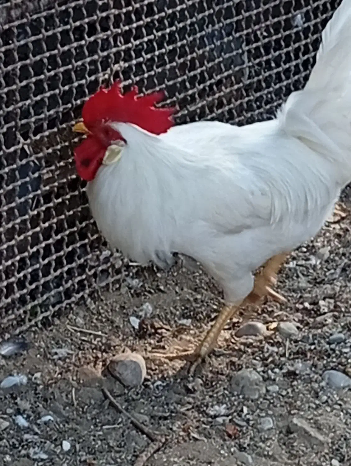 پرنده|پرنده|میناب, |دیوار