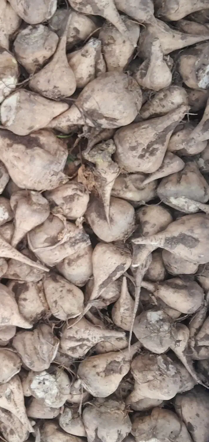 چغندر قند|لوازم جانبی حیوانات|نیشابور, مازول|دیوار