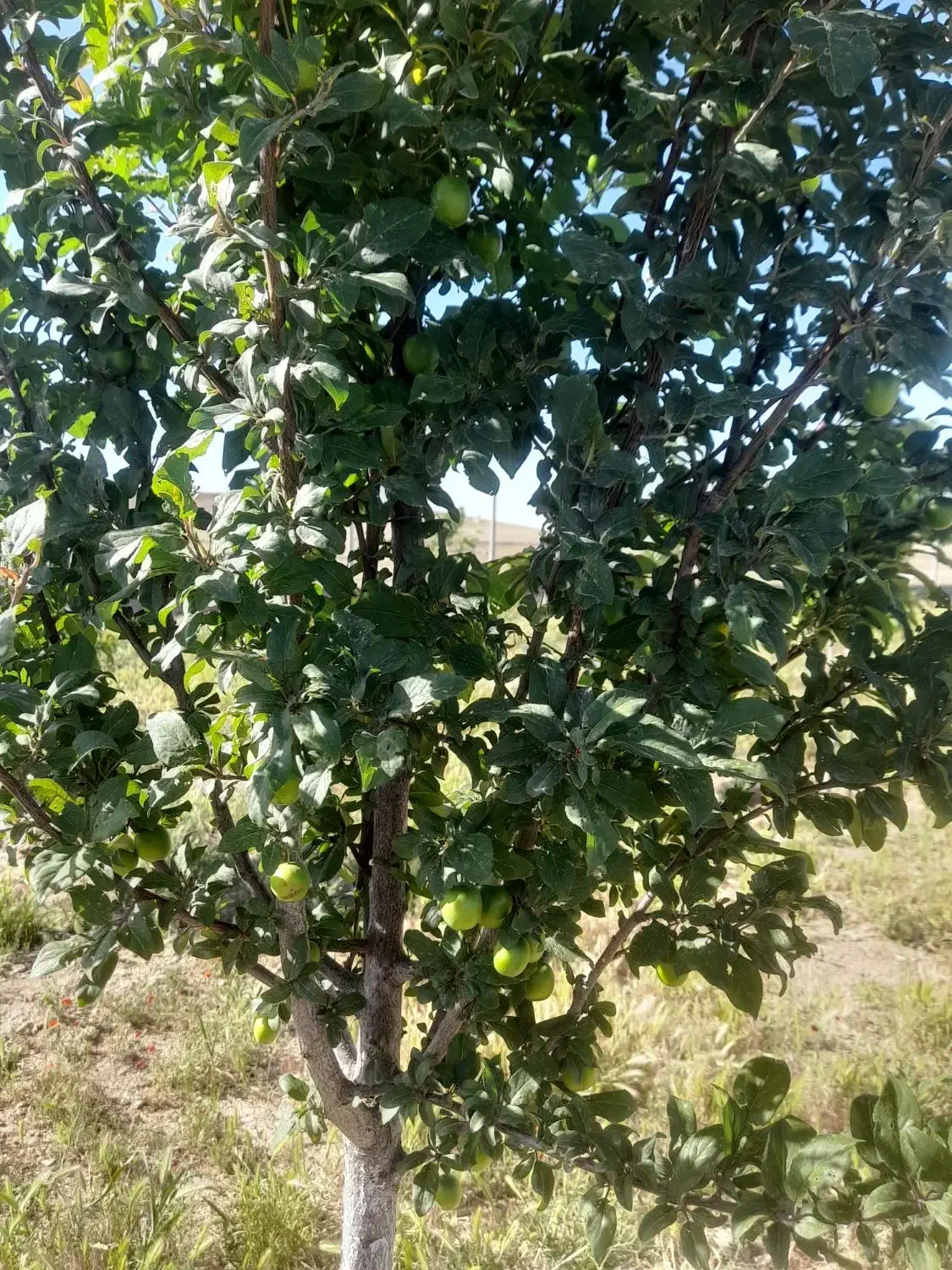 فروش باغ فوری|فروش زمین و ملک کلنگی|همدان, |دیوار