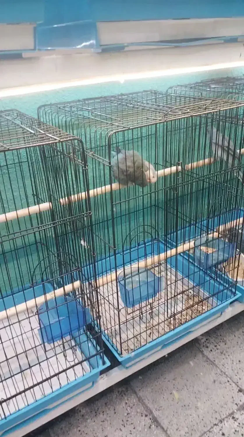 طوطی  راهب جفت مولد|پرنده|قائم‌شهر, |دیوار