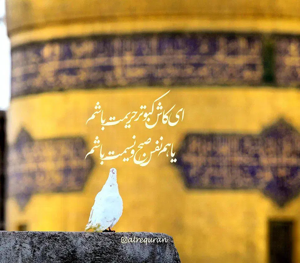 آفری مشهد/هوایی ریلی/قیمت باقلوا|تور و چارتر|قم, عمار یاسر|دیوار