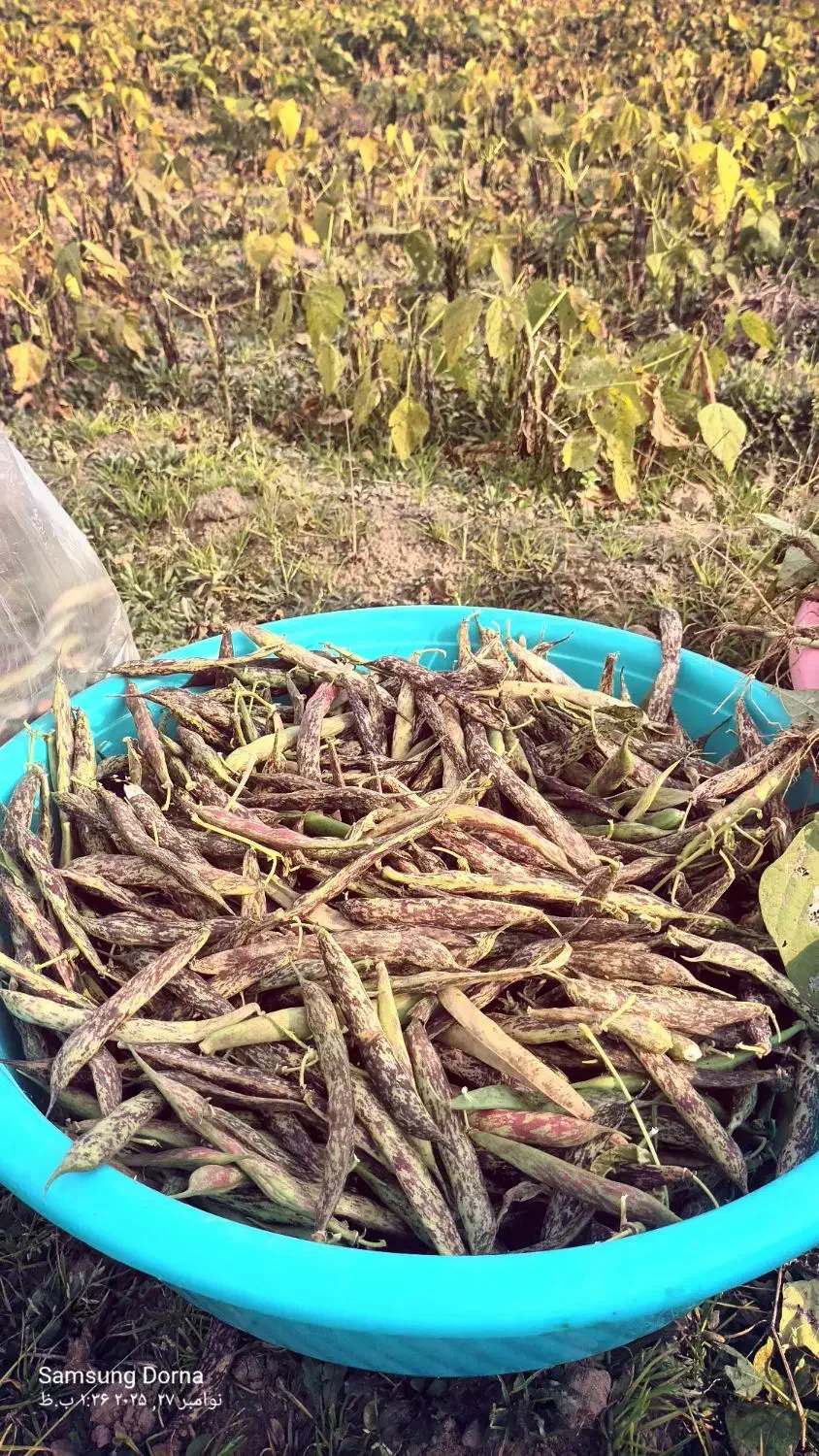 پاچ باقلا|خوردنی و آشامیدنی|آستانه اشرفیه, |دیوار