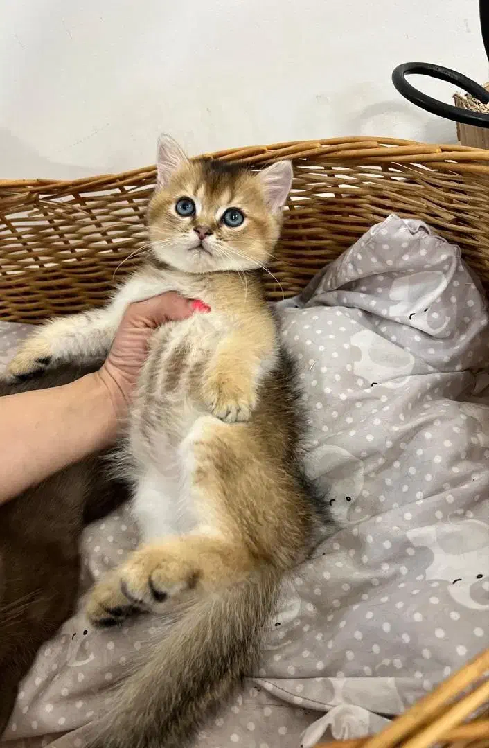 مجموعه گربه های نژاد دار ( پرشین بریتیش اسکاتیش )|گربه|گنبد کاووس, |دیوار