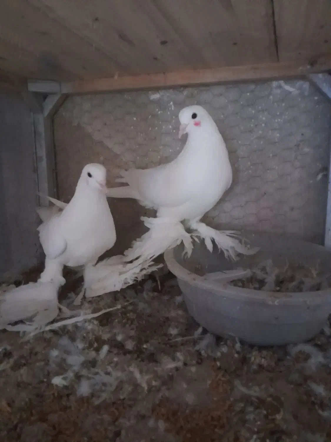 ۳جفت کبوتر لوتی جفت ۲میلیون|پرنده|اهر, |دیوار